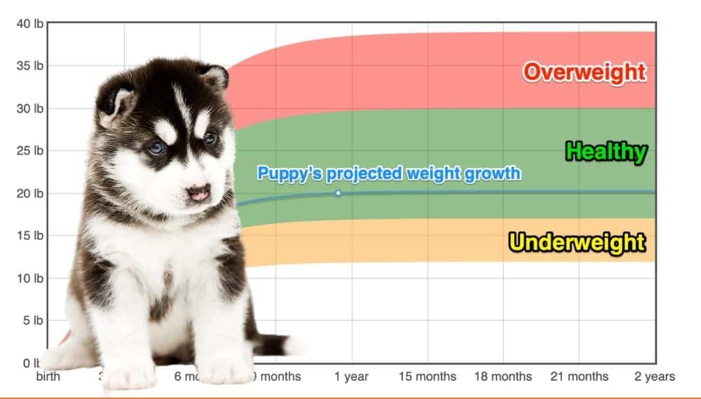 Siberian Husky Weight+Growth Chart 2024 - How Heavy Will My Siberian